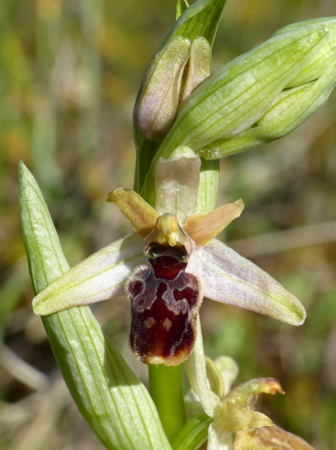 Ophrys precoci nellAbruzzo sud orientale 2022